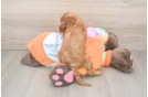 Little Mini Goldenpoo Poodle Mix Puppy