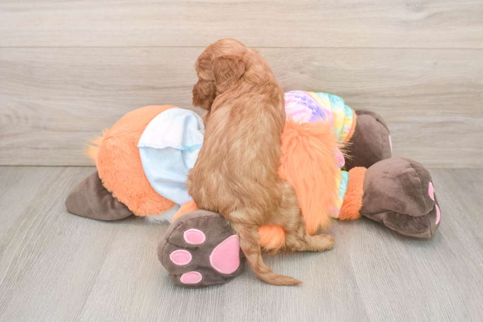 Little Mini Goldenpoo Poodle Mix Puppy