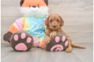 Little Mini Goldenpoo Poodle Mix Puppy