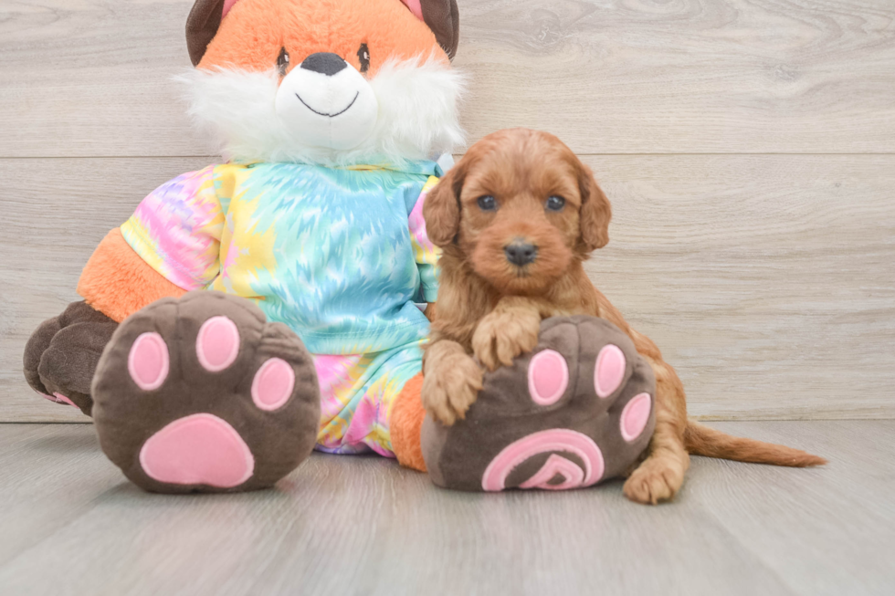 Little Mini Goldenpoo Poodle Mix Puppy