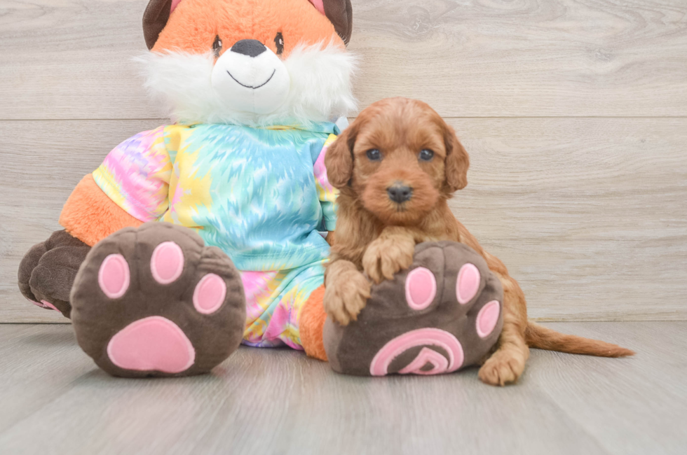 6 week old Mini Goldendoodle Puppy For Sale - Florida Fur Babies