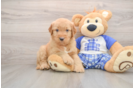 Adorable Golden Retriever Poodle Mix Poodle Mix Puppy