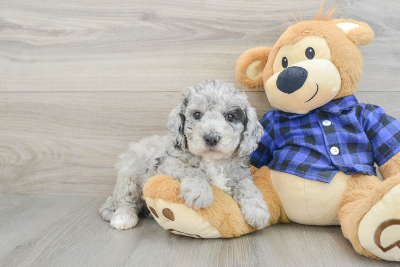 Meet Sonya - our Mini Goldendoodle Puppy Photo 1/3 - Florida Fur Babies