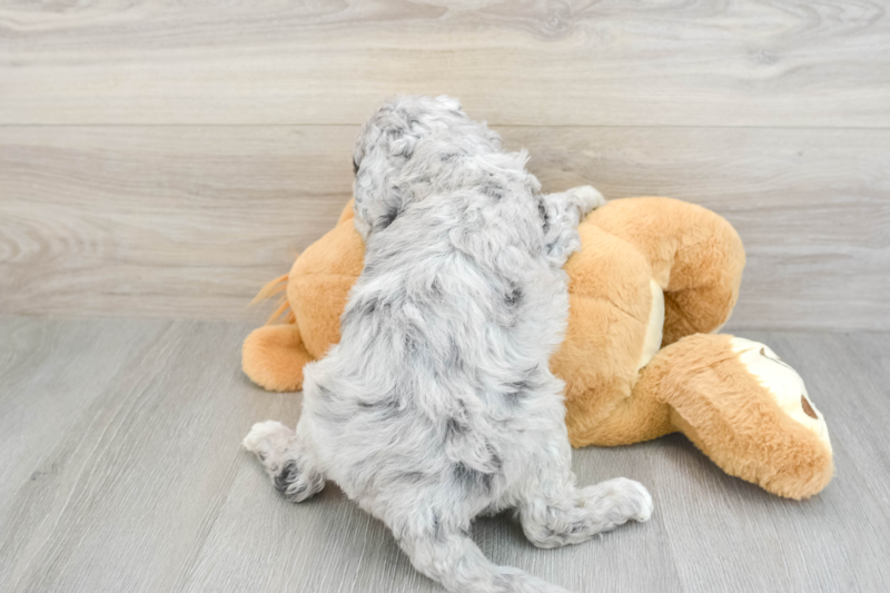 Meet Sonya - our Mini Goldendoodle Puppy Photo 2/3 - Florida Fur Babies