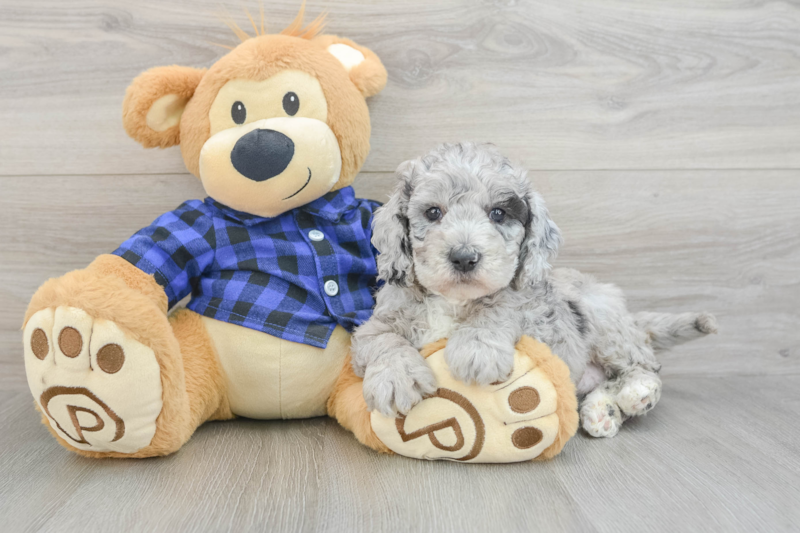 Meet Sonya - our Mini Goldendoodle Puppy Photo 3/3 - Florida Fur Babies