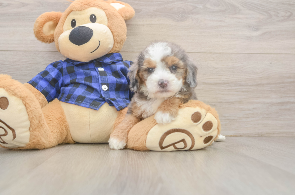 5 week old Mini Goldendoodle Puppy For Sale - Florida Fur Babies