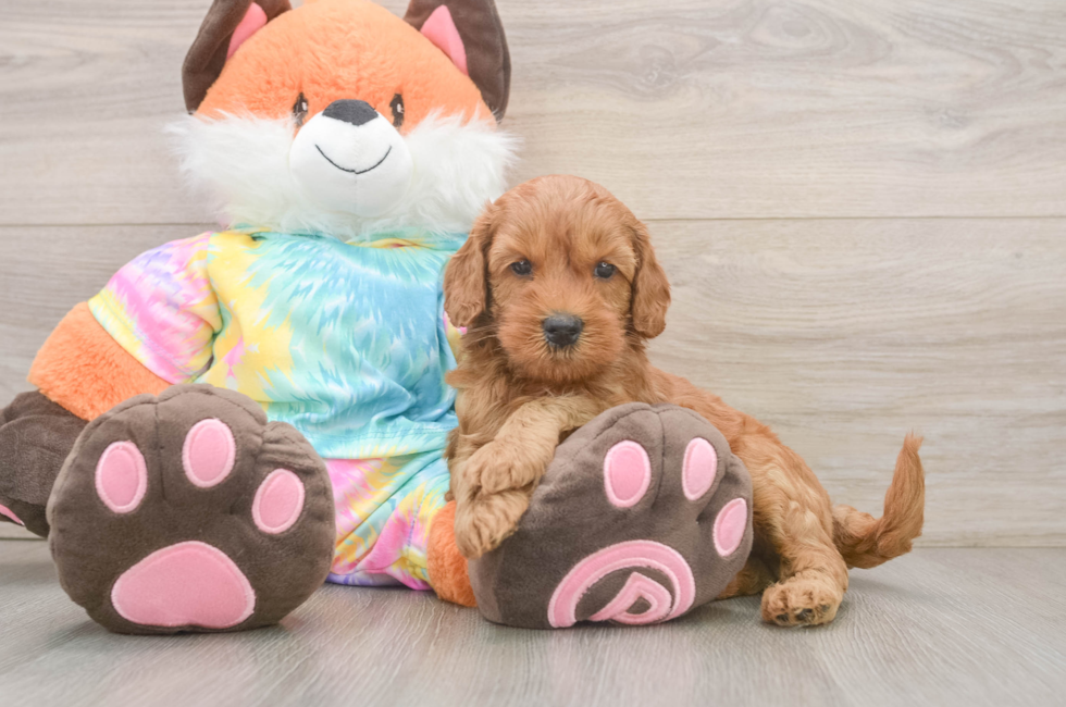 6 week old Mini Goldendoodle Puppy For Sale - Florida Fur Babies