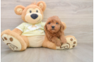 Smart Mini Goldendoodle Poodle Mix Pup