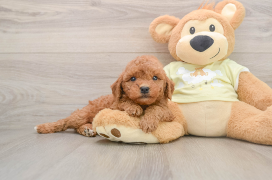 Mini Goldendoodle Puppy for Adoption