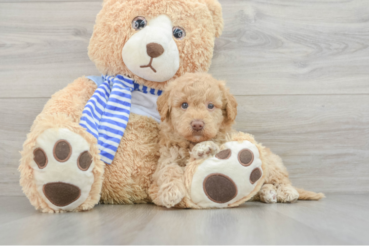 Popular Mini Goldendoodle Poodle Mix Pup