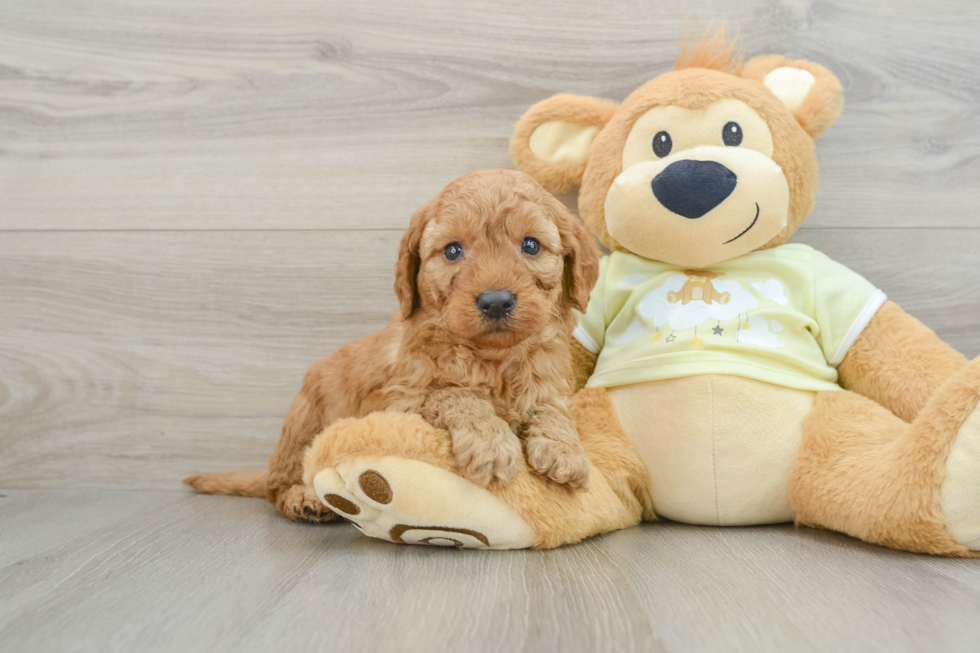 Playful Mini Groodle Poodle Mix Puppy