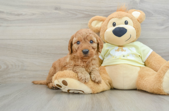 Playful Mini Groodle Poodle Mix Puppy