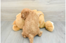 Mini Goldendoodle Pup Being Cute