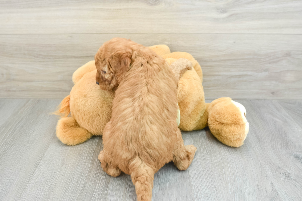 Mini Goldendoodle Pup Being Cute