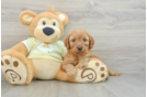 Best Mini Goldendoodle Baby