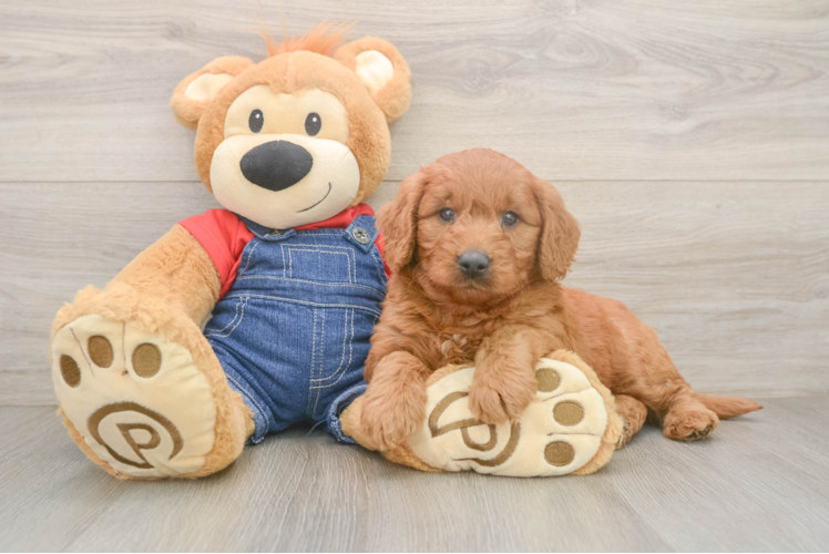 Happy Mini Goldendoodle Baby