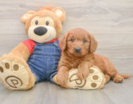 5 week old Mini Goldendoodle Puppy For Sale - Florida Fur Babies