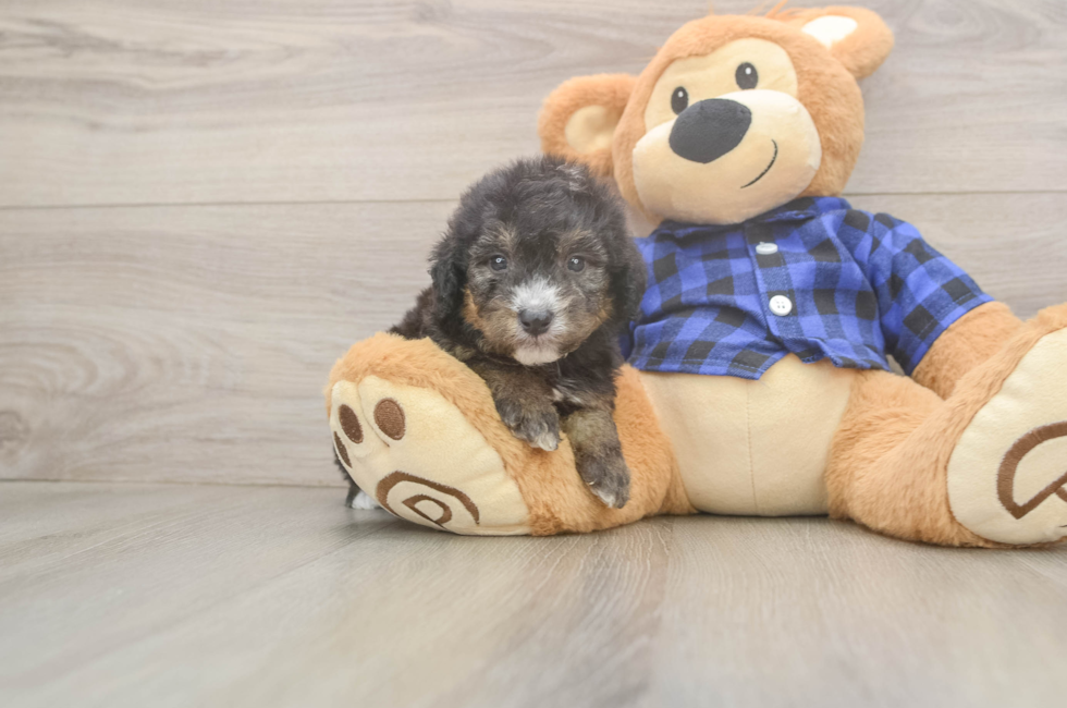 5 week old Mini Goldendoodle Puppy For Sale - Florida Fur Babies