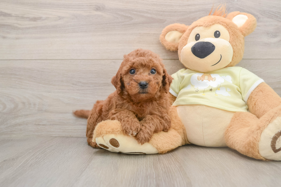 Mini Goldendoodle Pup Being Cute