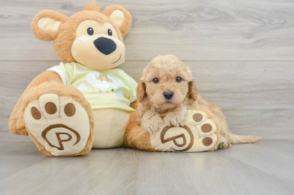 6 week old Mini Goldendoodle Puppy For Sale - Florida Fur Babies