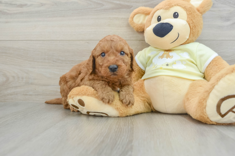 5 week old Mini Goldendoodle Puppy For Sale - Florida Fur Babies