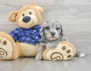 8 week old Mini Goldendoodle Puppy For Sale - Florida Fur Babies