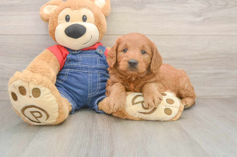 7 week old Mini Goldendoodle Puppy For Sale - Florida Fur Babies