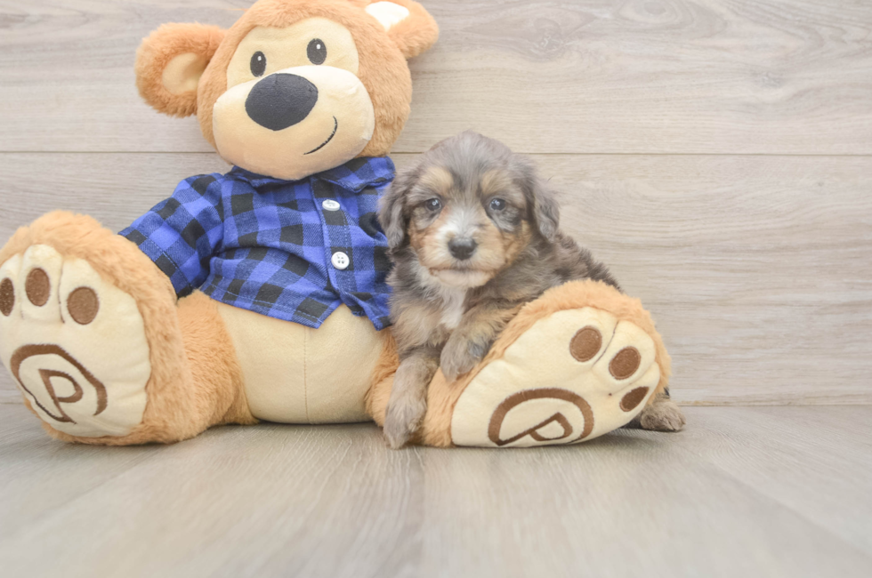 5 week old Mini Goldendoodle Puppy For Sale - Florida Fur Babies