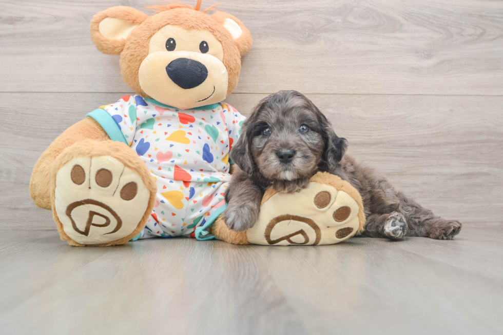 Fluffy Mini Goldendoodle Poodle Mix Pup