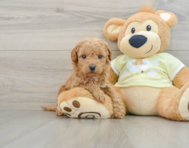 9 week old Mini Goldendoodle Puppy For Sale - Florida Fur Babies