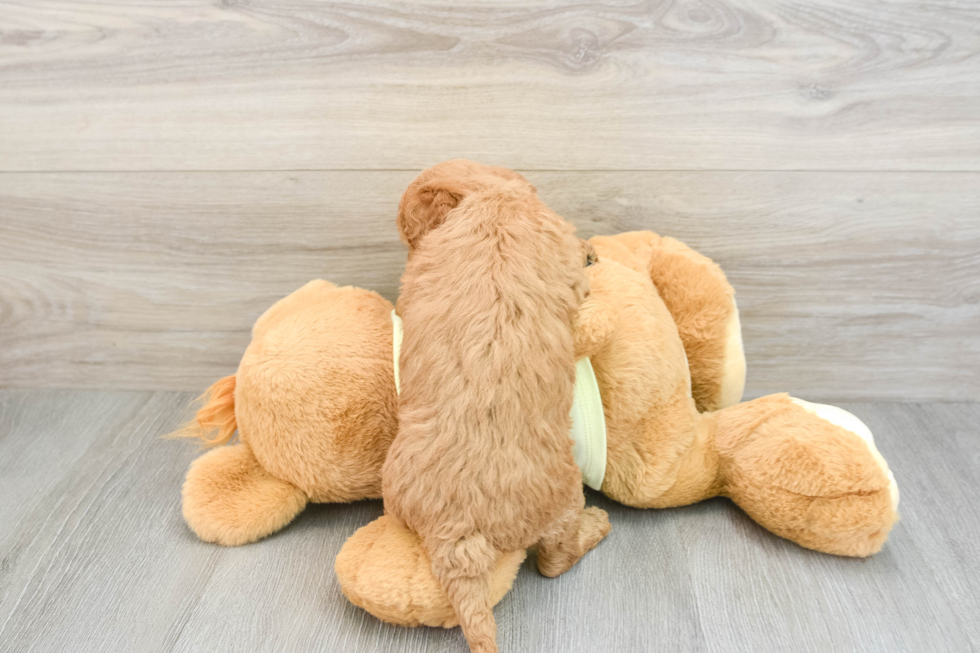 Friendly Mini Goldendoodle Baby