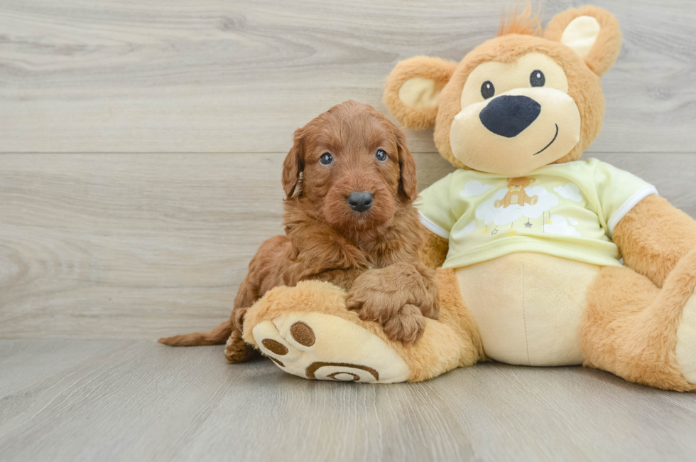 5 week old Mini Goldendoodle Puppy For Sale - Florida Fur Babies