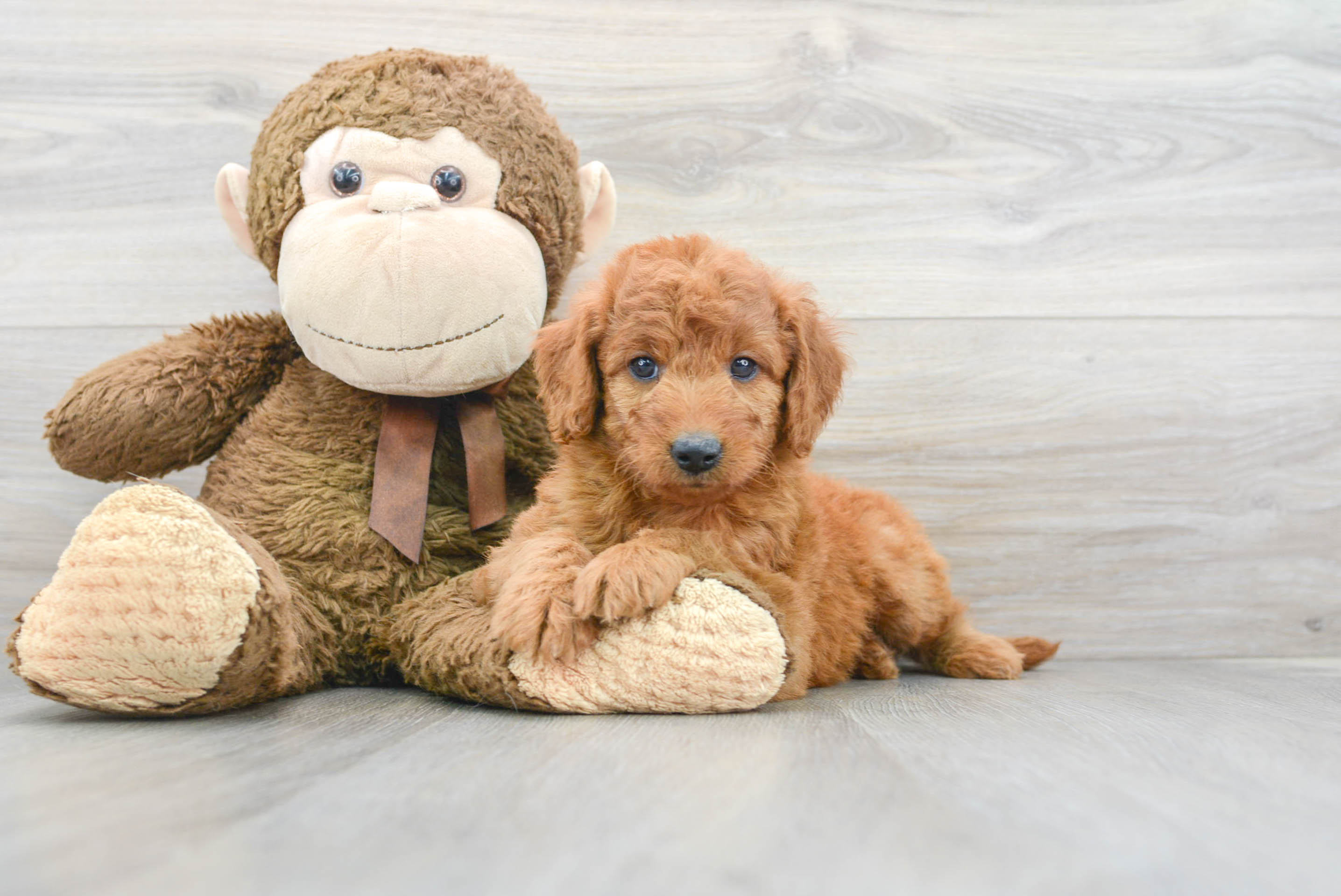 Mini Goldendoodle Puppy for Adoption