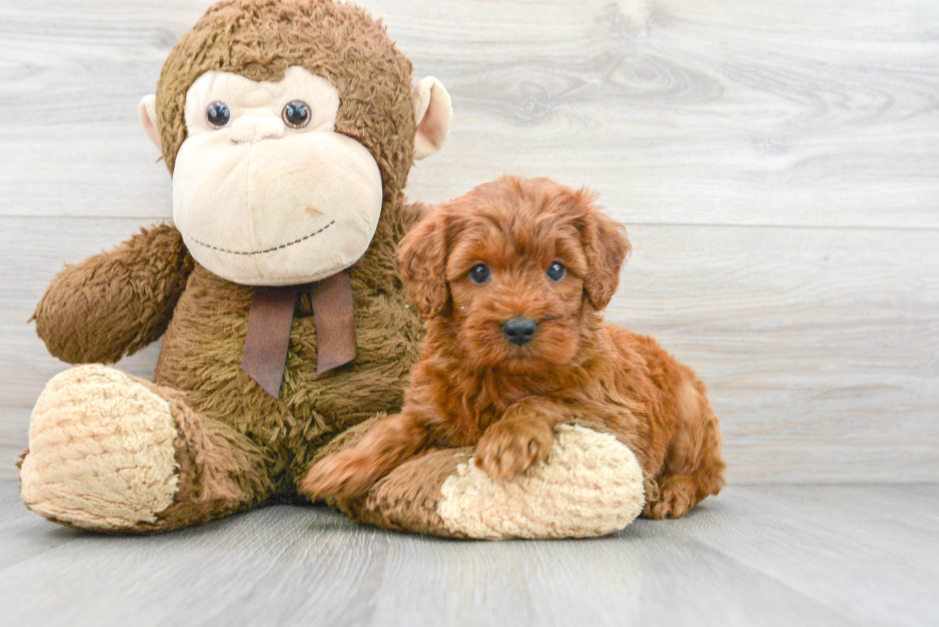 Mini Goldendoodle Puppy for Adoption