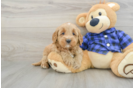 Friendly Mini Goldendoodle Baby
