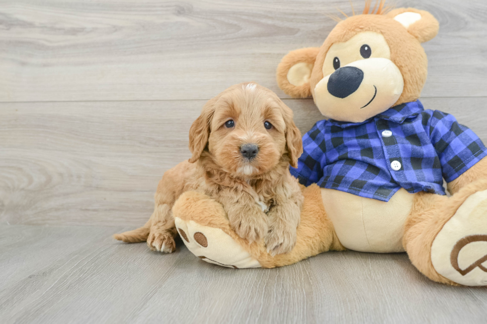 Friendly Mini Goldendoodle Baby