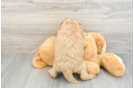 Mini Goldendoodle Puppy for Adoption