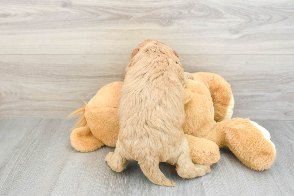 Mini Goldendoodle Puppy for Adoption