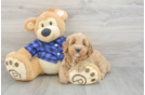 Hypoallergenic Mini Goldiepoo Poodle Mix Puppy