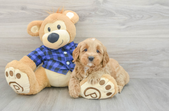 Hypoallergenic Mini Goldiepoo Poodle Mix Puppy