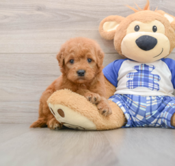 7 week old Mini Goldendoodle Puppy For Sale - Florida Fur Babies