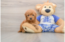 Hypoallergenic Mini Goldiepoo Poodle Mix Puppy