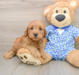 7 week old Mini Goldendoodle Puppy For Sale - Florida Fur Babies