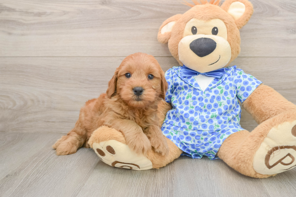 Popular Mini Goldendoodle Poodle Mix Pup