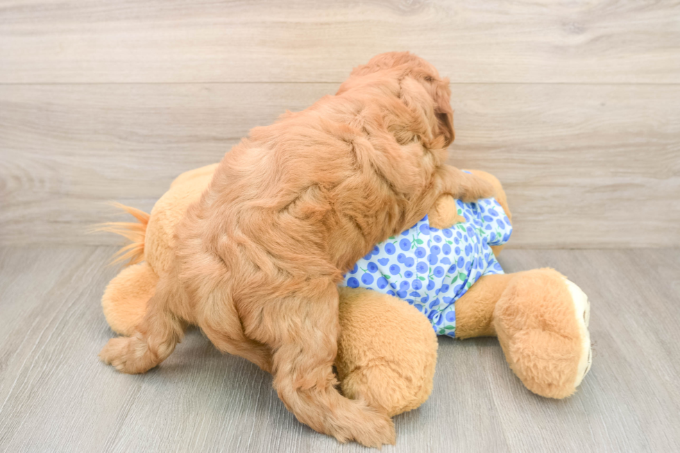 Fluffy Mini Goldendoodle Poodle Mix Pup