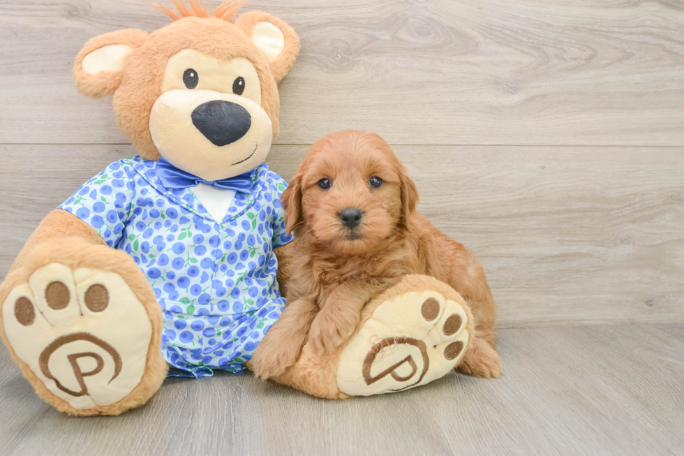Hypoallergenic Mini Goldiepoo Poodle Mix Puppy