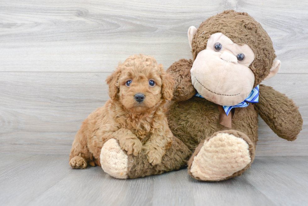 Best Mini Goldendoodle Baby