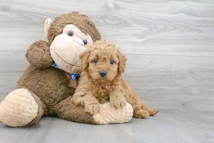 Mini Goldendoodle Pup Being Cute