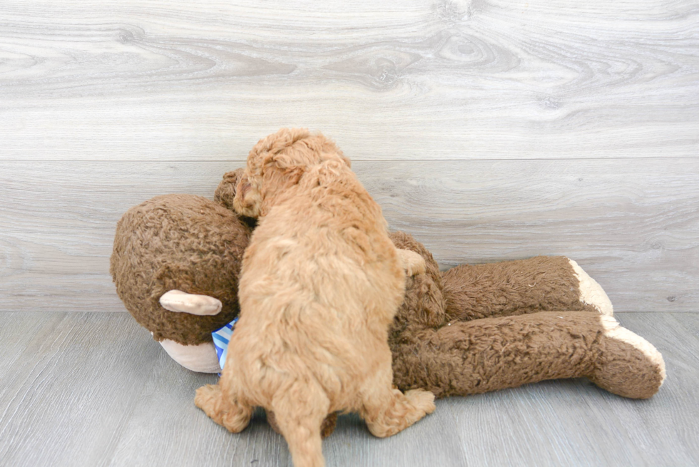 Cute Mini Goldendoodle Poodle Mix Pup