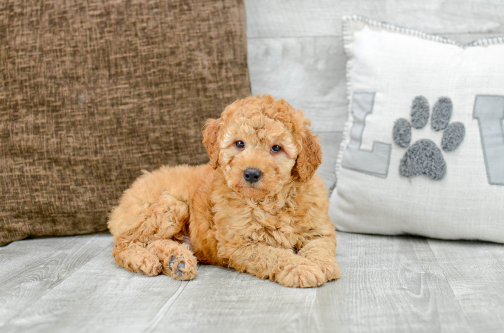 Meet T-Bone - our Mini Goldendoodle Puppy Photo 2/5 - Florida Fur Babies